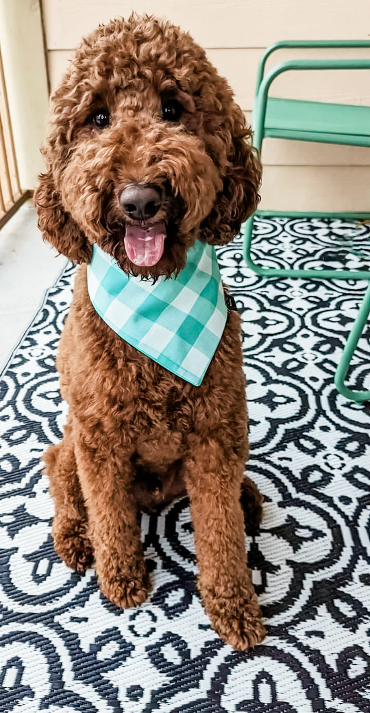 Sea Gingham Dog Bandana