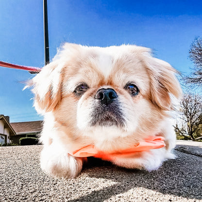 Coral Hair Bow