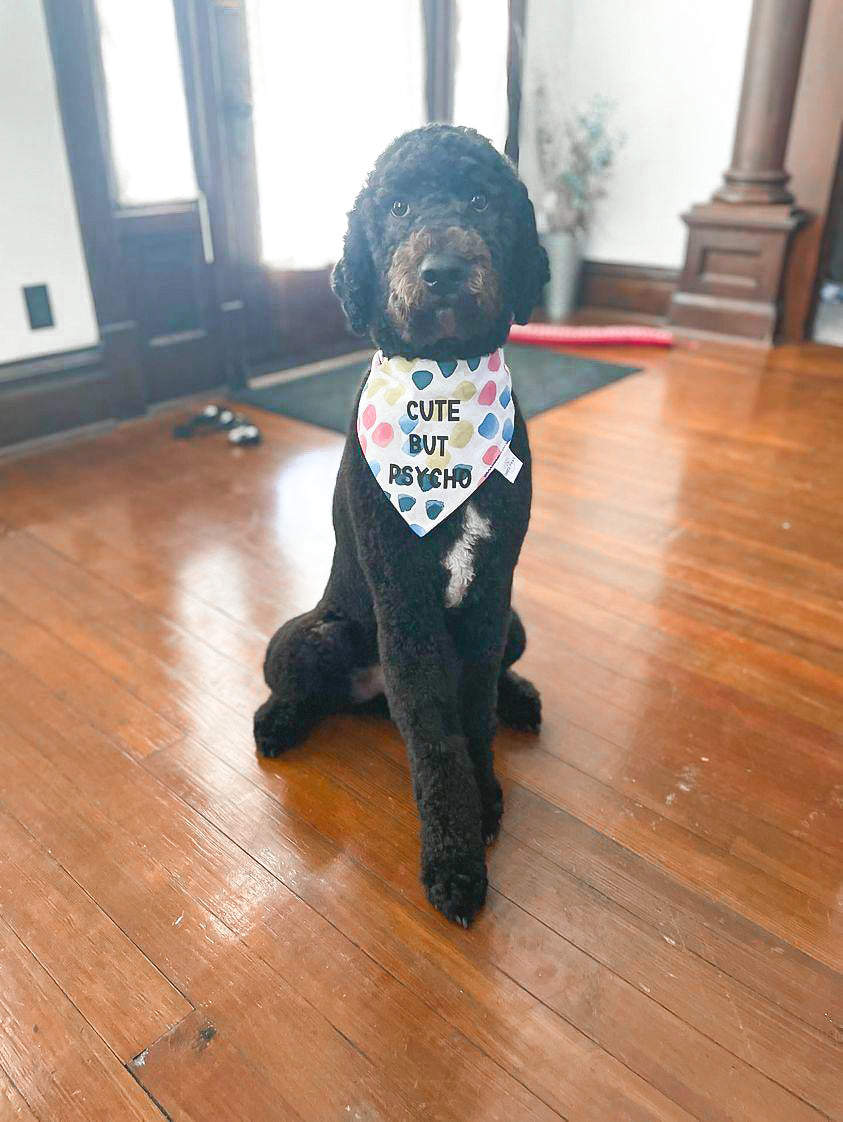 Cute but psycho dog bandana