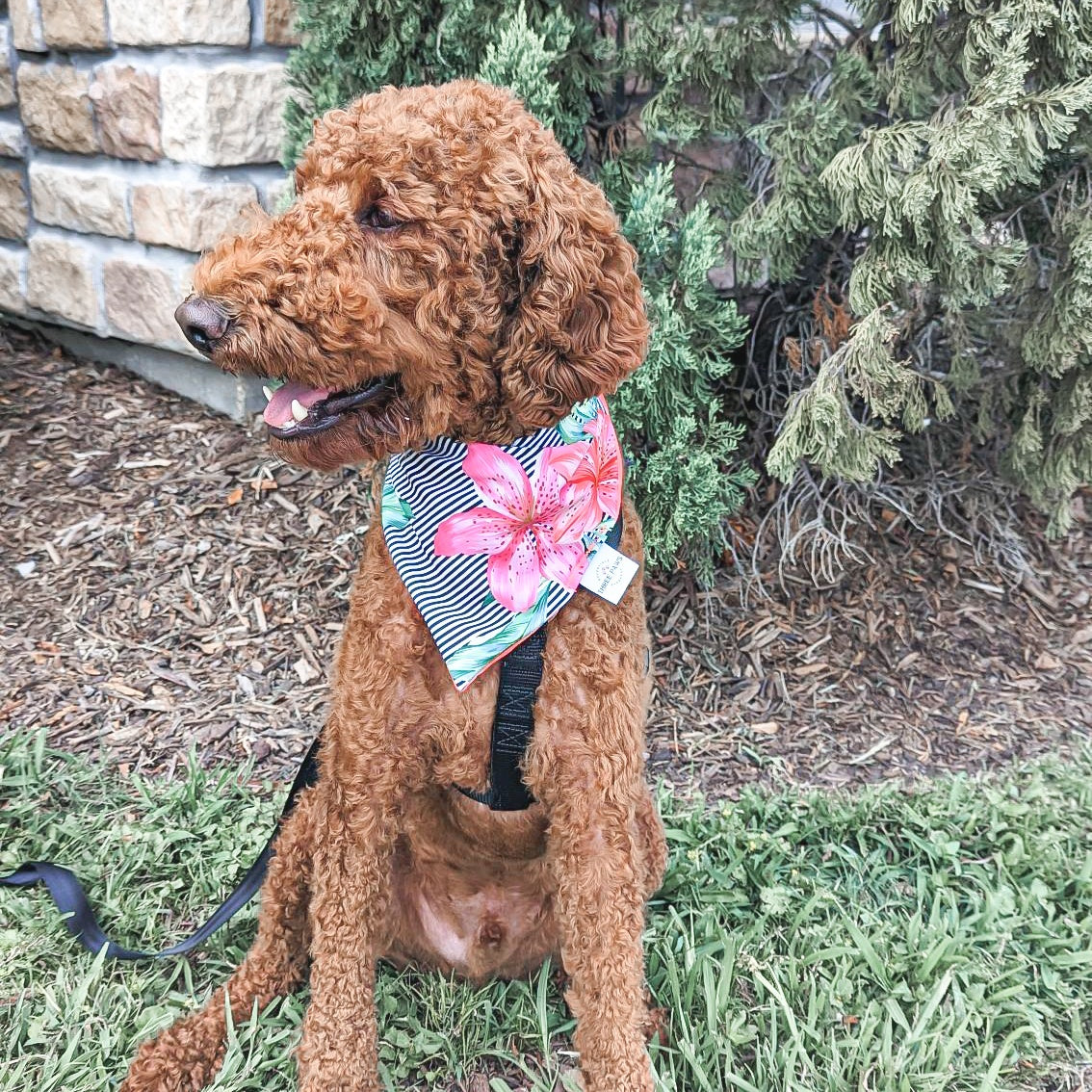 Aloha Island Water Lovin Bandana