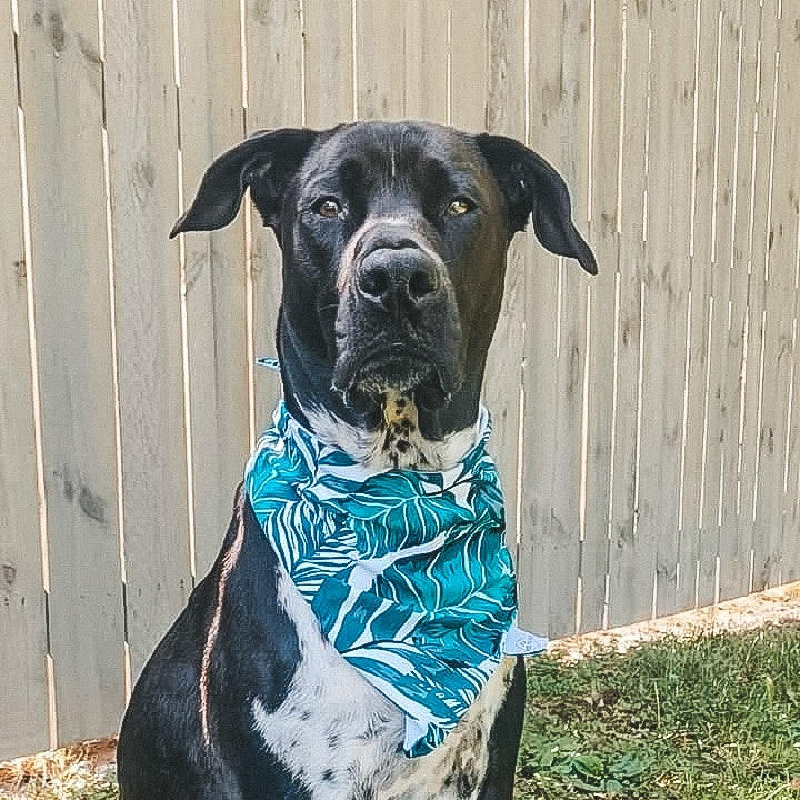 Coastal Palms Water Lovin Bandana