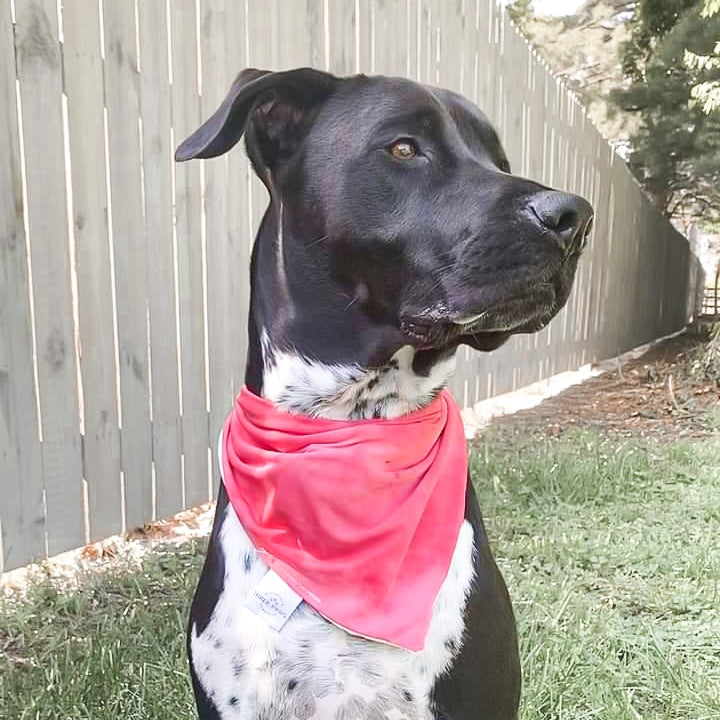 Ruby Ocean Water Lovin Bandana