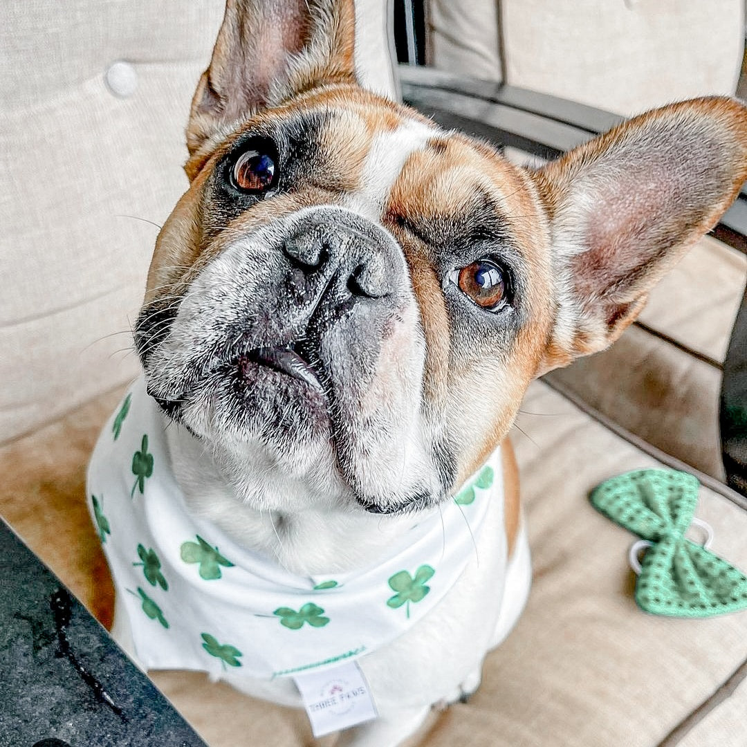 Dog charms clearance bandanas