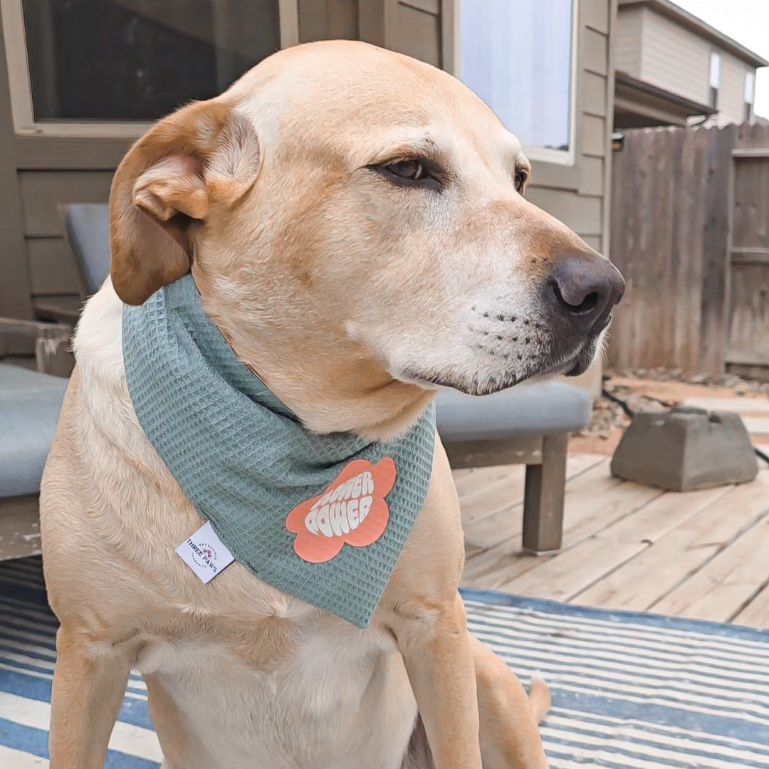 Sweet Petals Dog Bandana