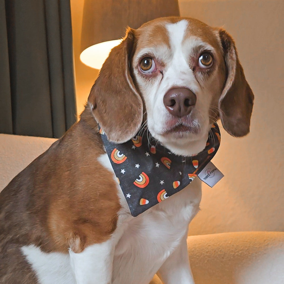 Candy Corn Dog Bandana