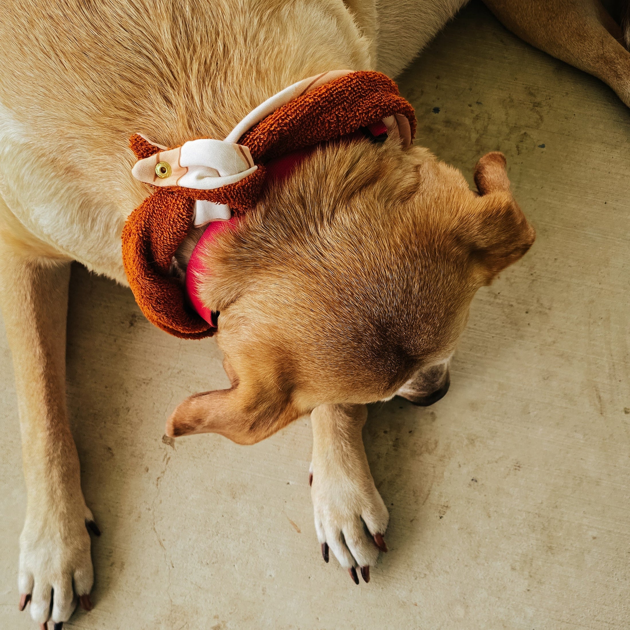 Big Autumn Pumpkins Dog Bandana
