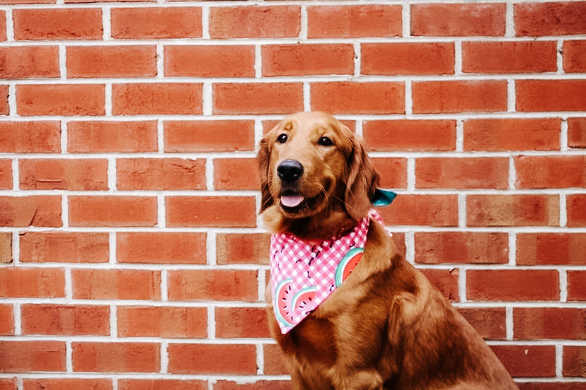 Watermelon Picnic Dog Bandana