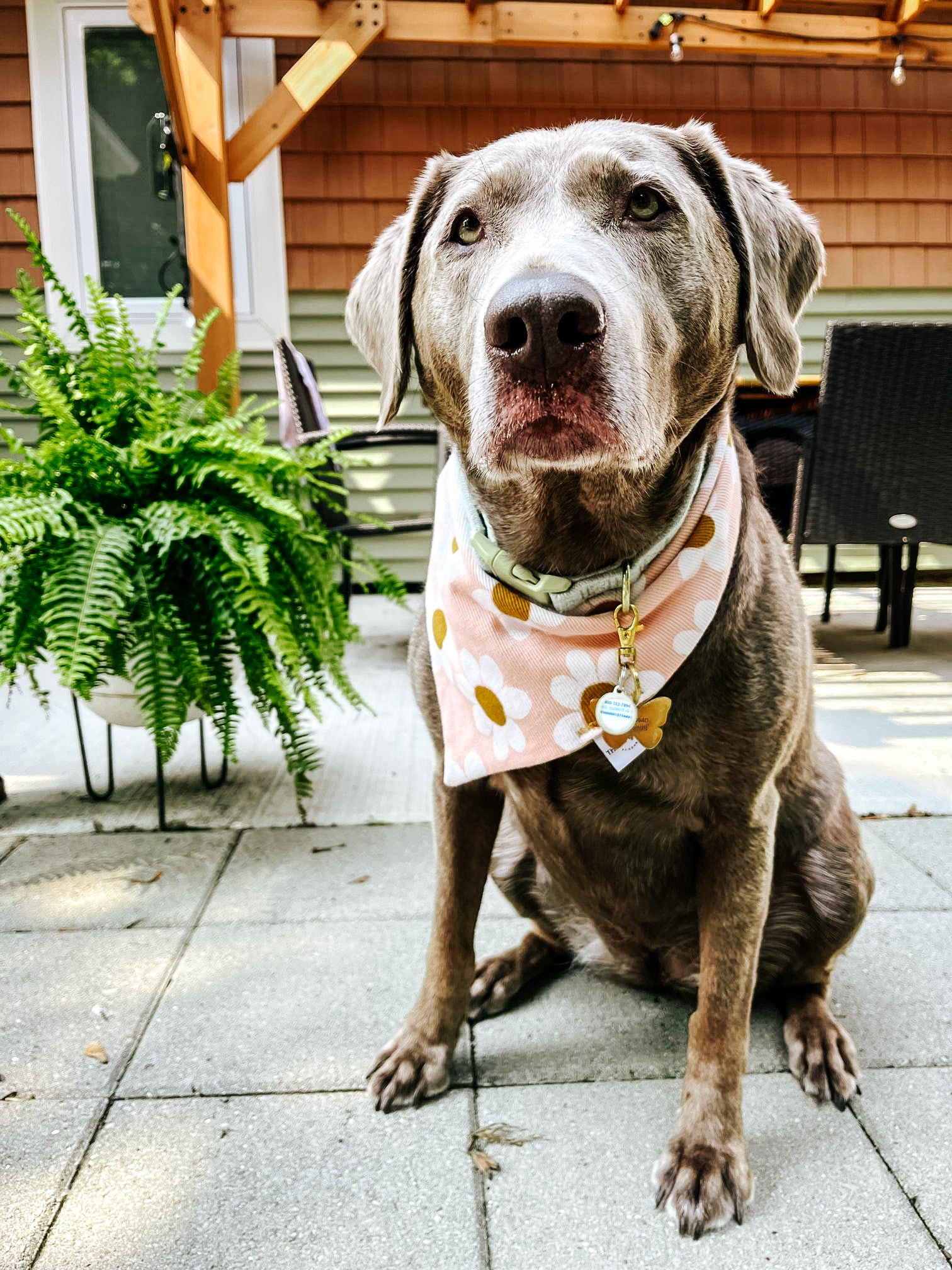 Golden Glow Dog Bandana
