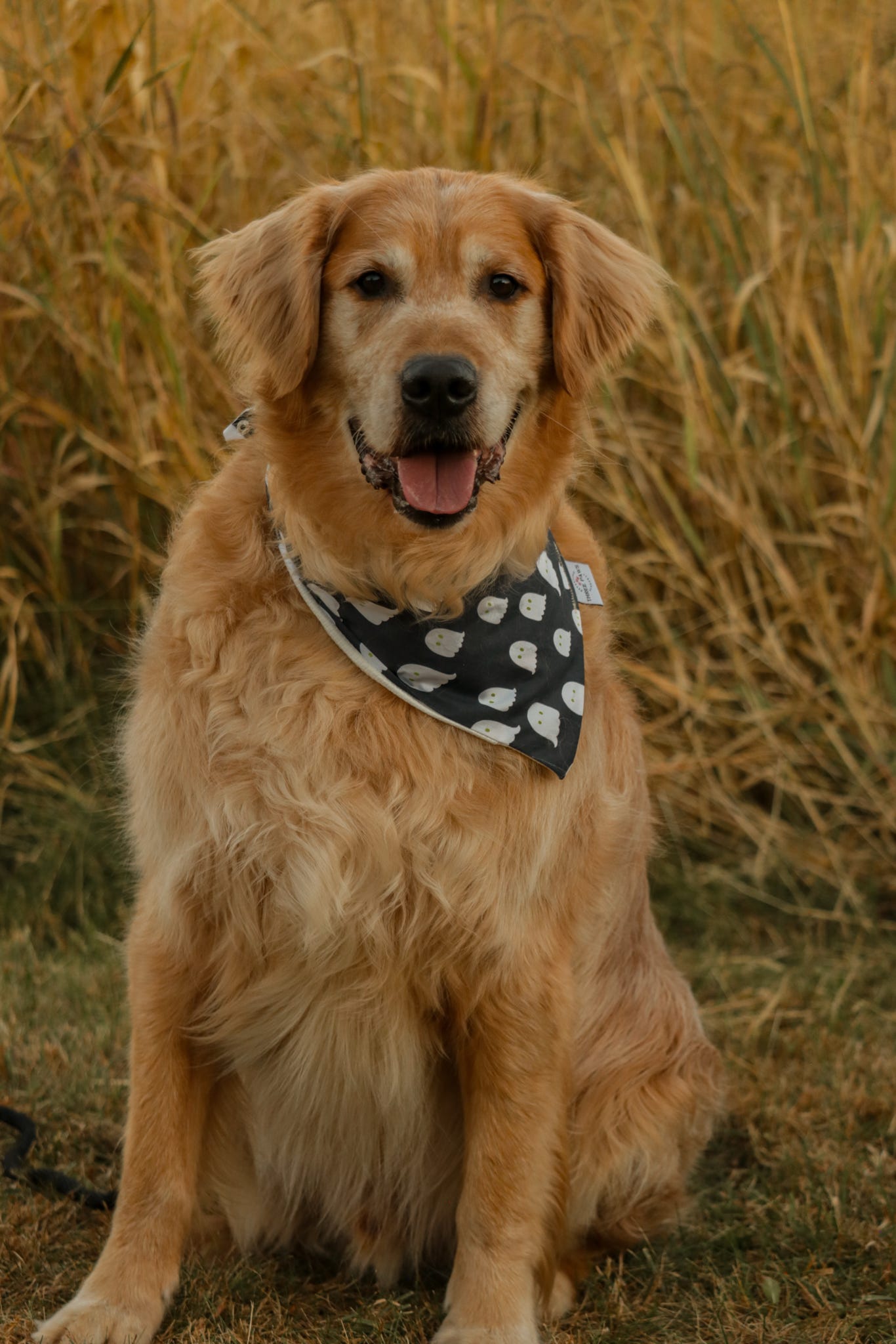 White Ghost Dog Bandana