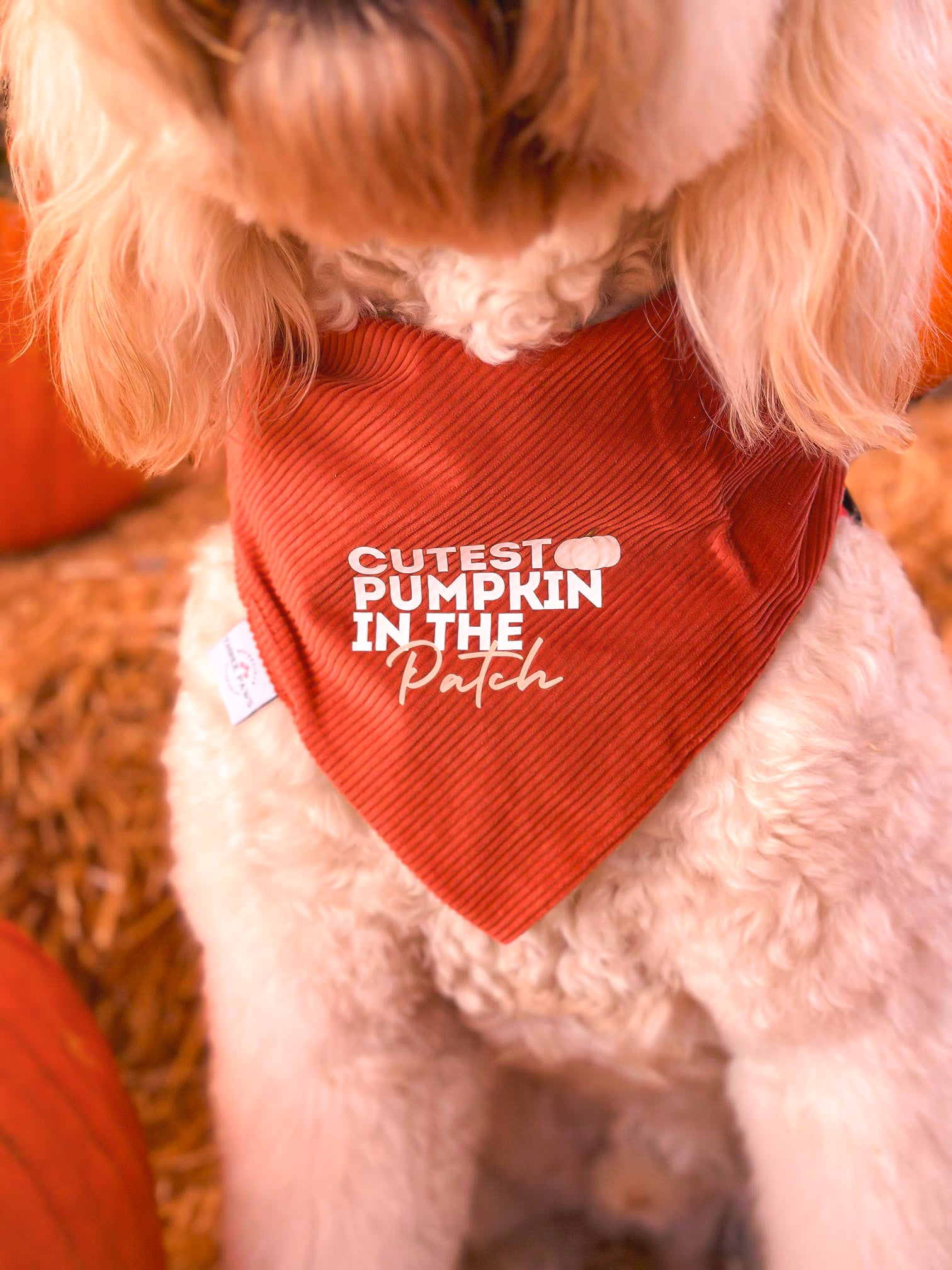 Spice of Life Dog Bandana