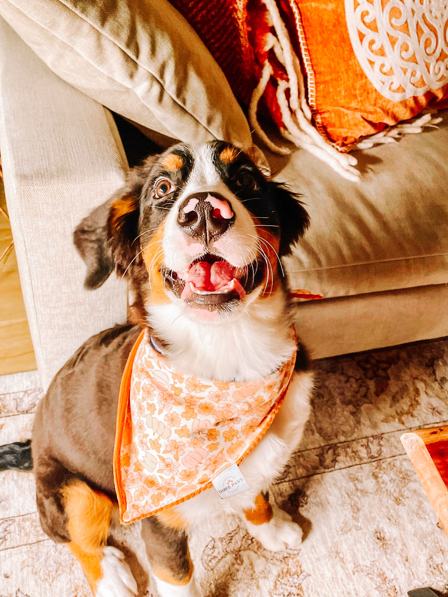 Spice of Life Dog Bandana