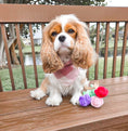 Load image into Gallery viewer, Salmon Gingham Dog Bandana
