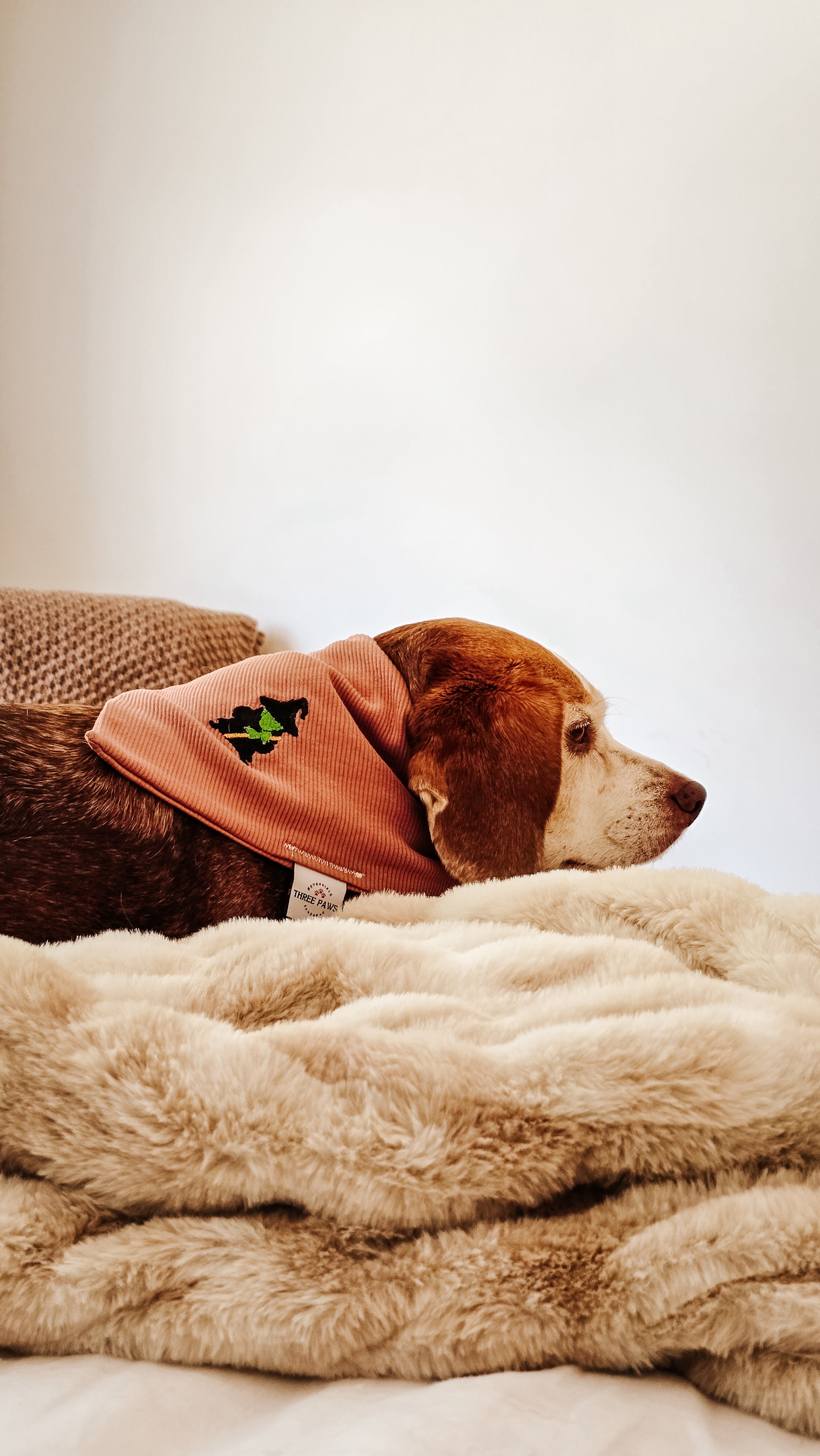 Wicked Cute Dog Bandana