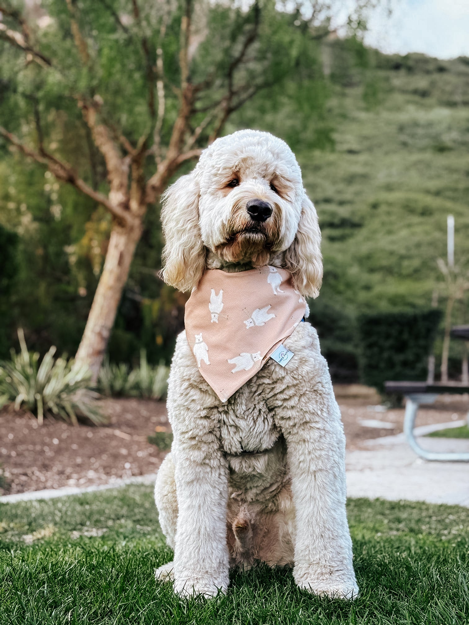 Teddy 🧸 Bear Dog Bandana