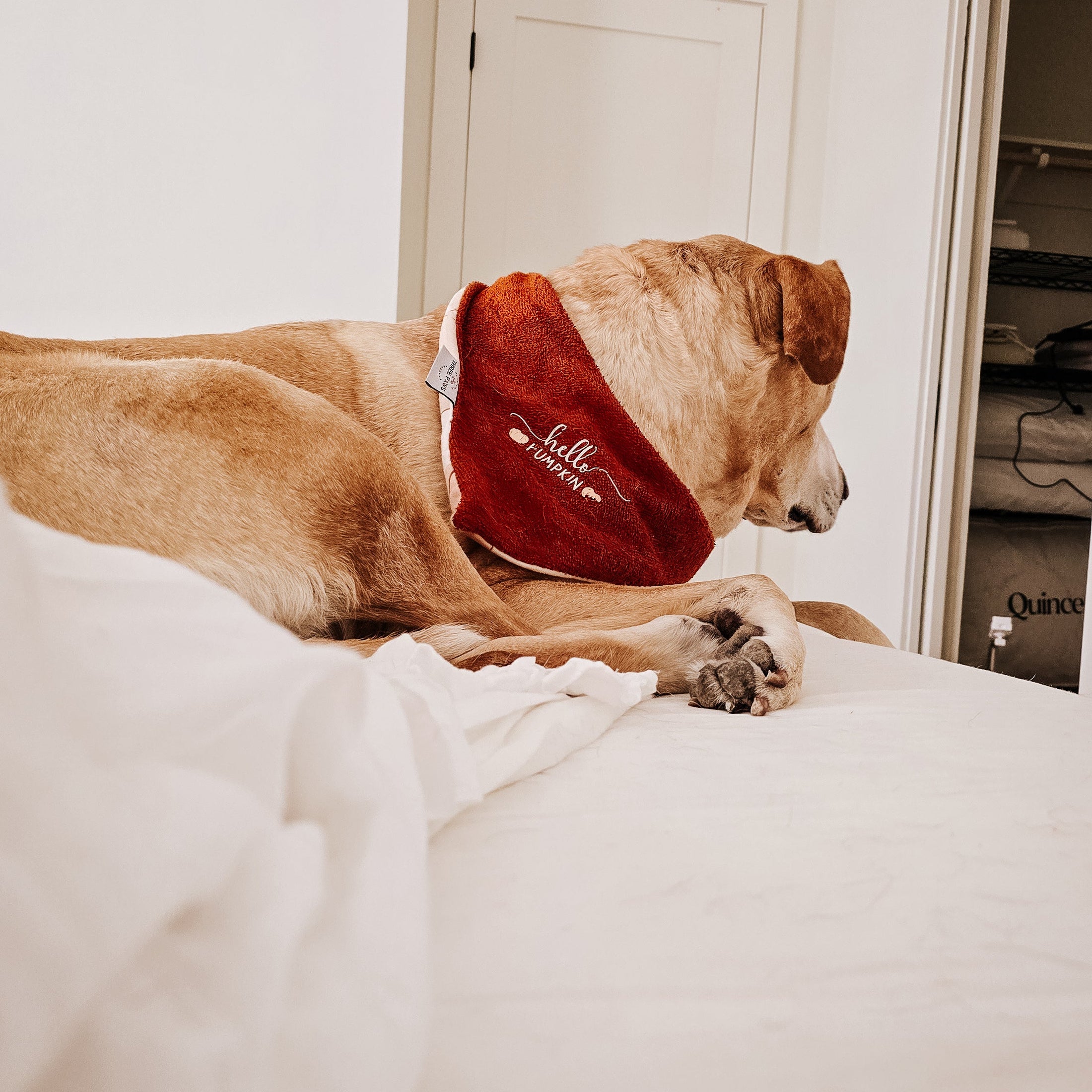 Big Autumn Pumpkins Dog Bandana