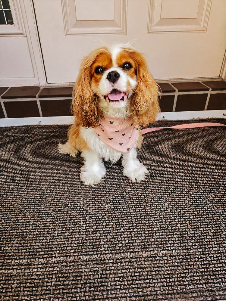 Passion heart Dog Bandana