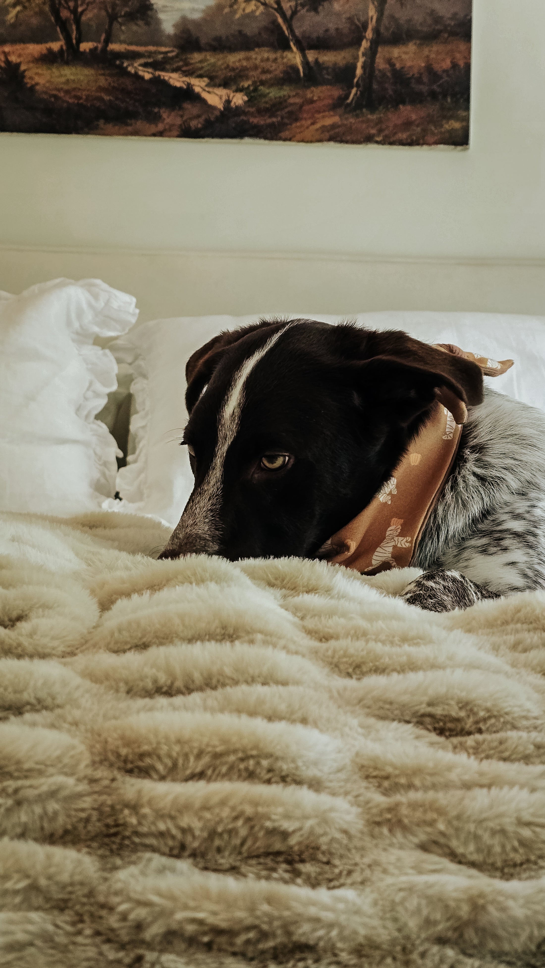 Who's your Mummy Dog Bandana