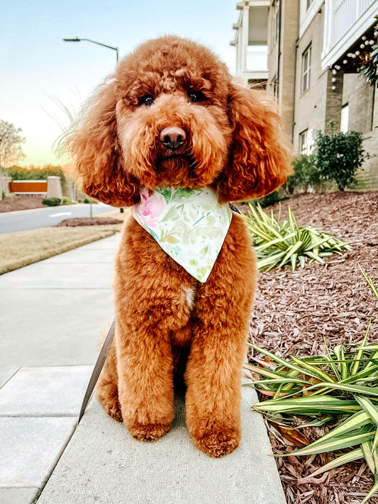 Watercolor Pastel Roses Dog Bandana