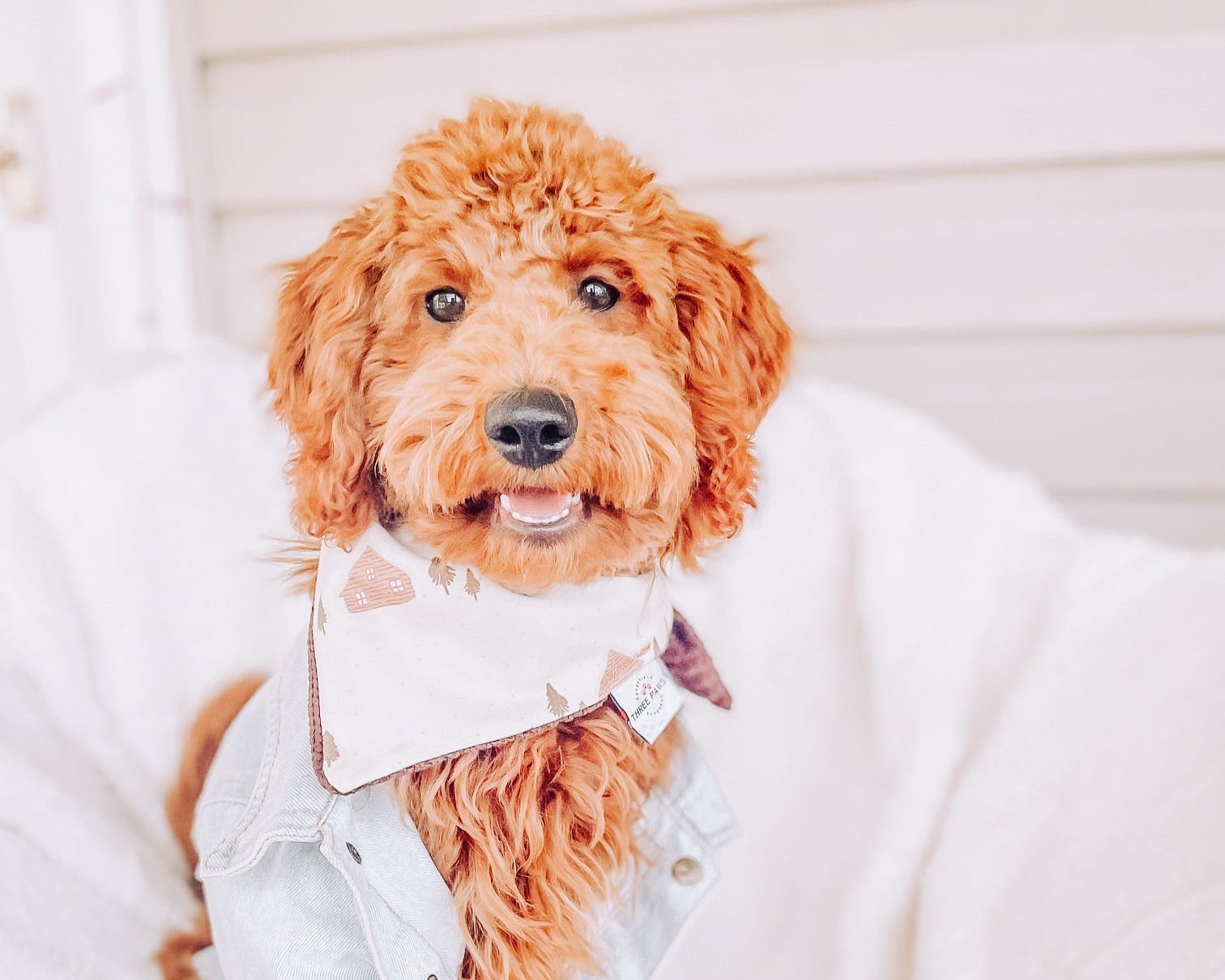 Cozy Winter house Dog Bandana