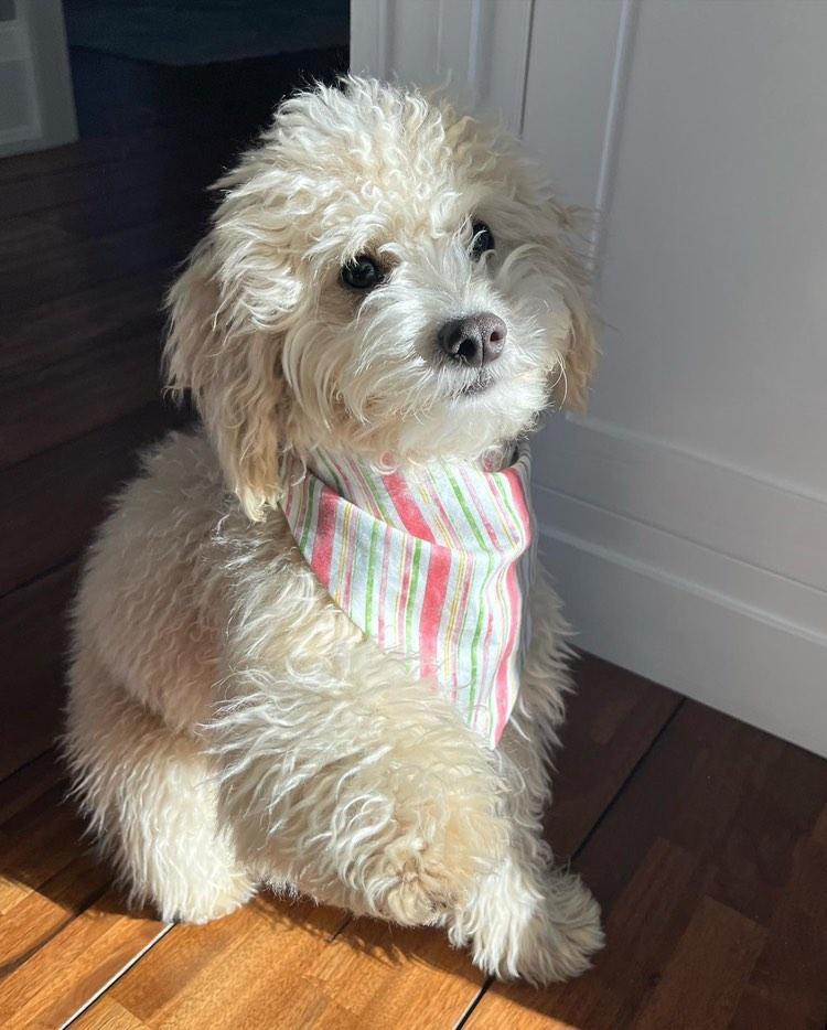 Pastel Spring Stripes Dog Bandana