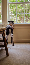 Load image into Gallery viewer, Who's your Mummy Dog Bandana
