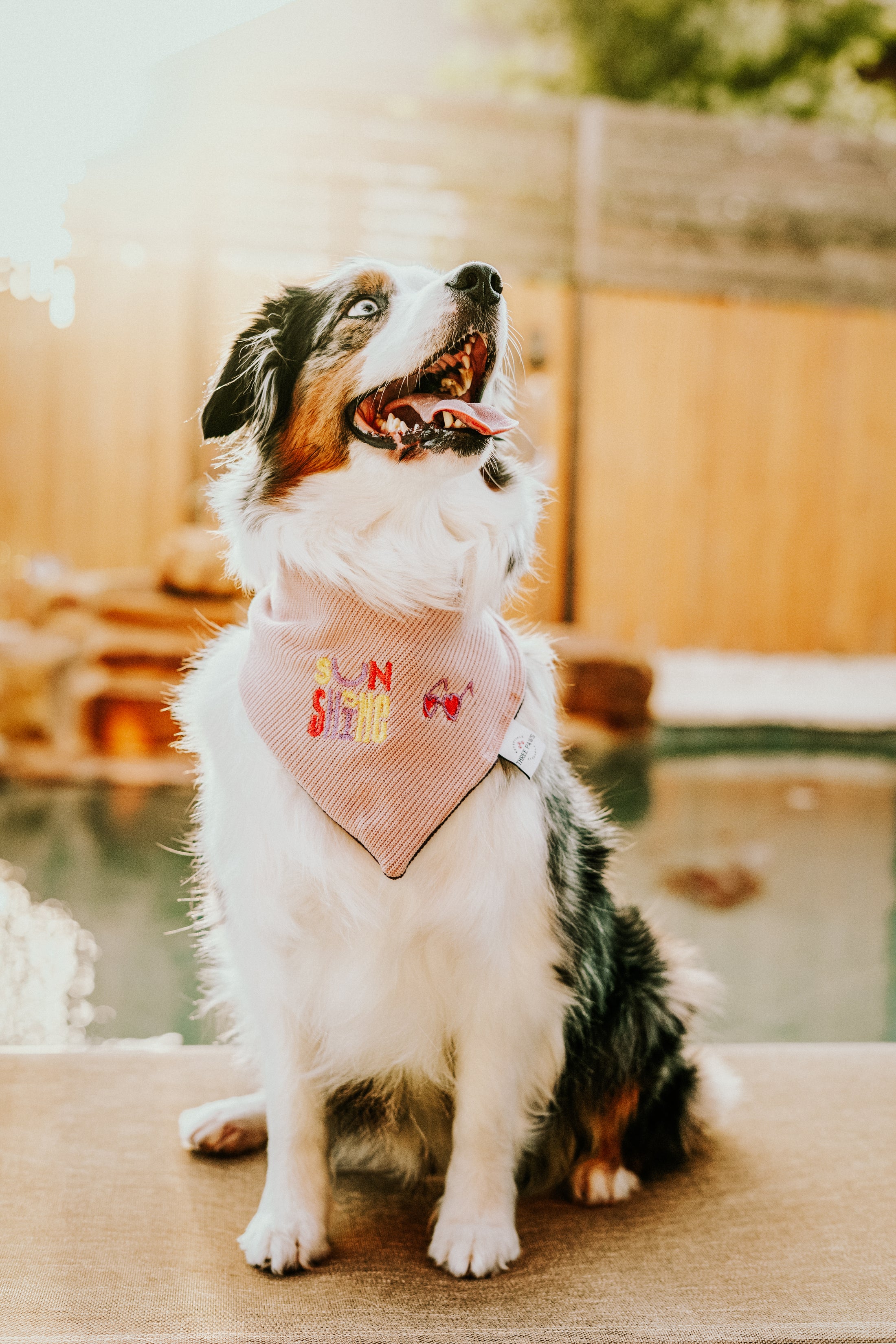 Custom Embroidered Caption ONLY Dog Bandana