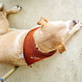 Load image into Gallery viewer, Dog lying on a concrete floor next to a person's bare feet

