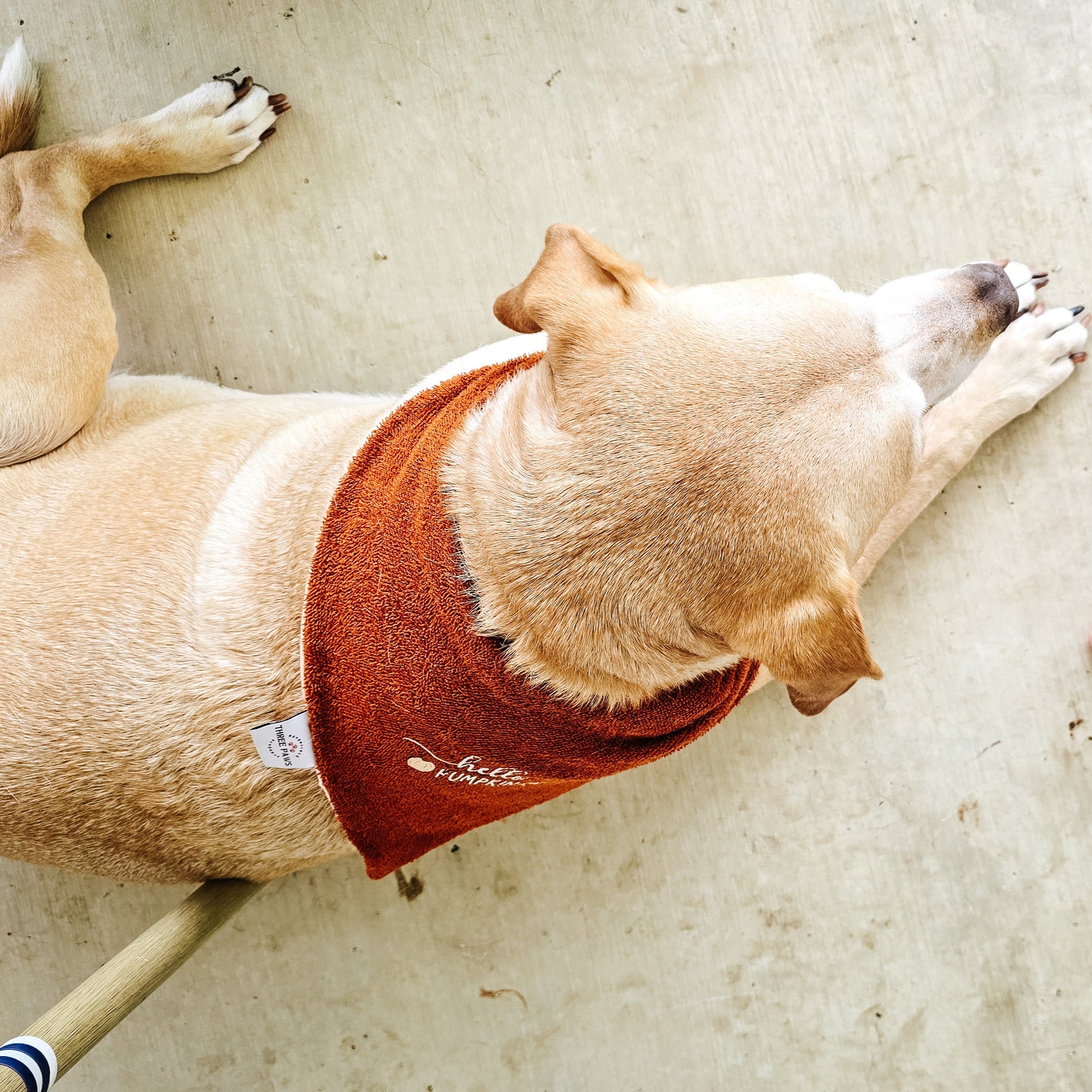 Dog lying on a concrete floor next to a person's bare feet