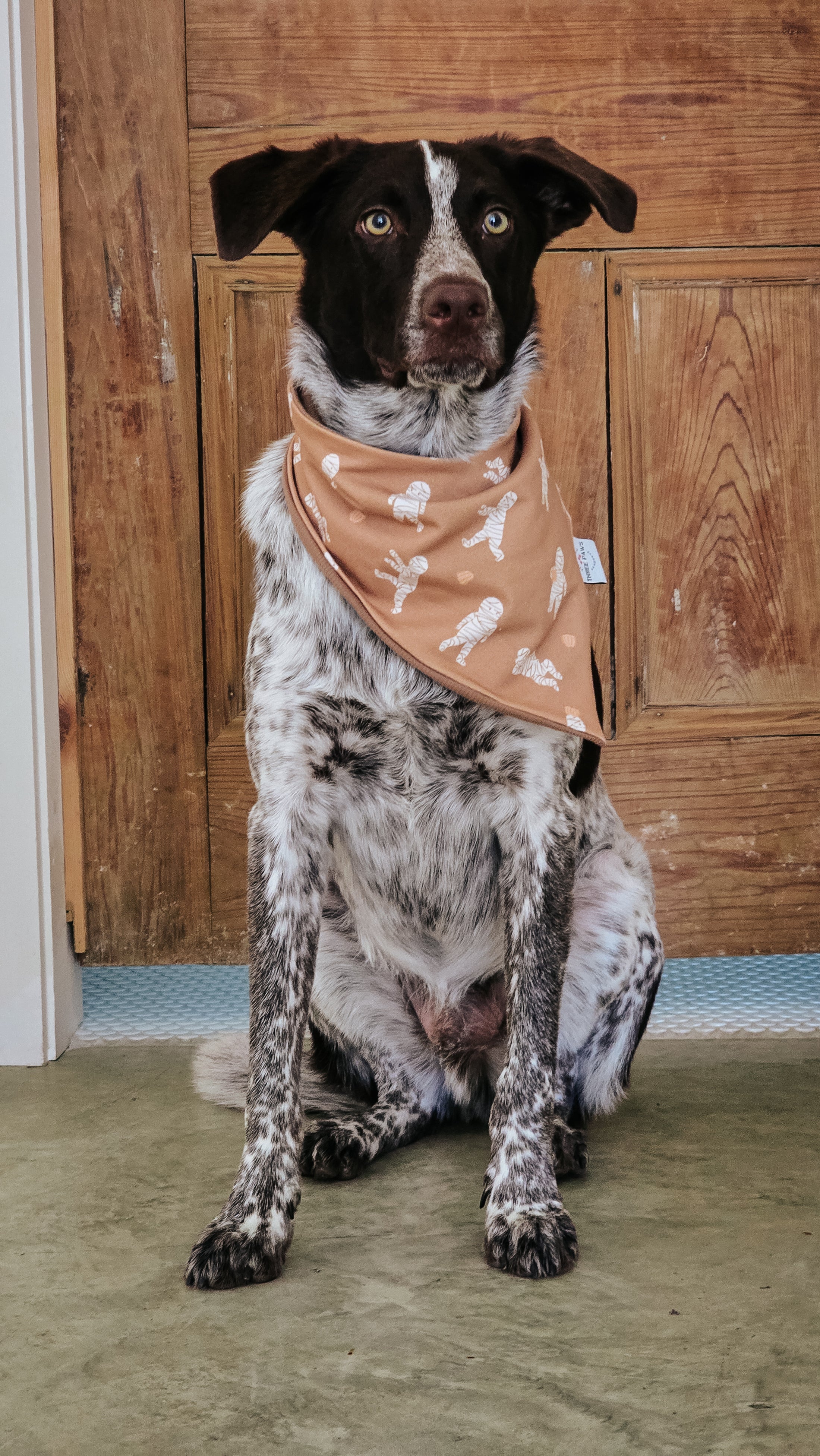 Who's your Mummy Dog Bandana