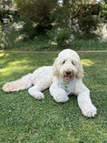 Load image into Gallery viewer, Custom Embroidered Pup Name ONLY Dog Bandana
