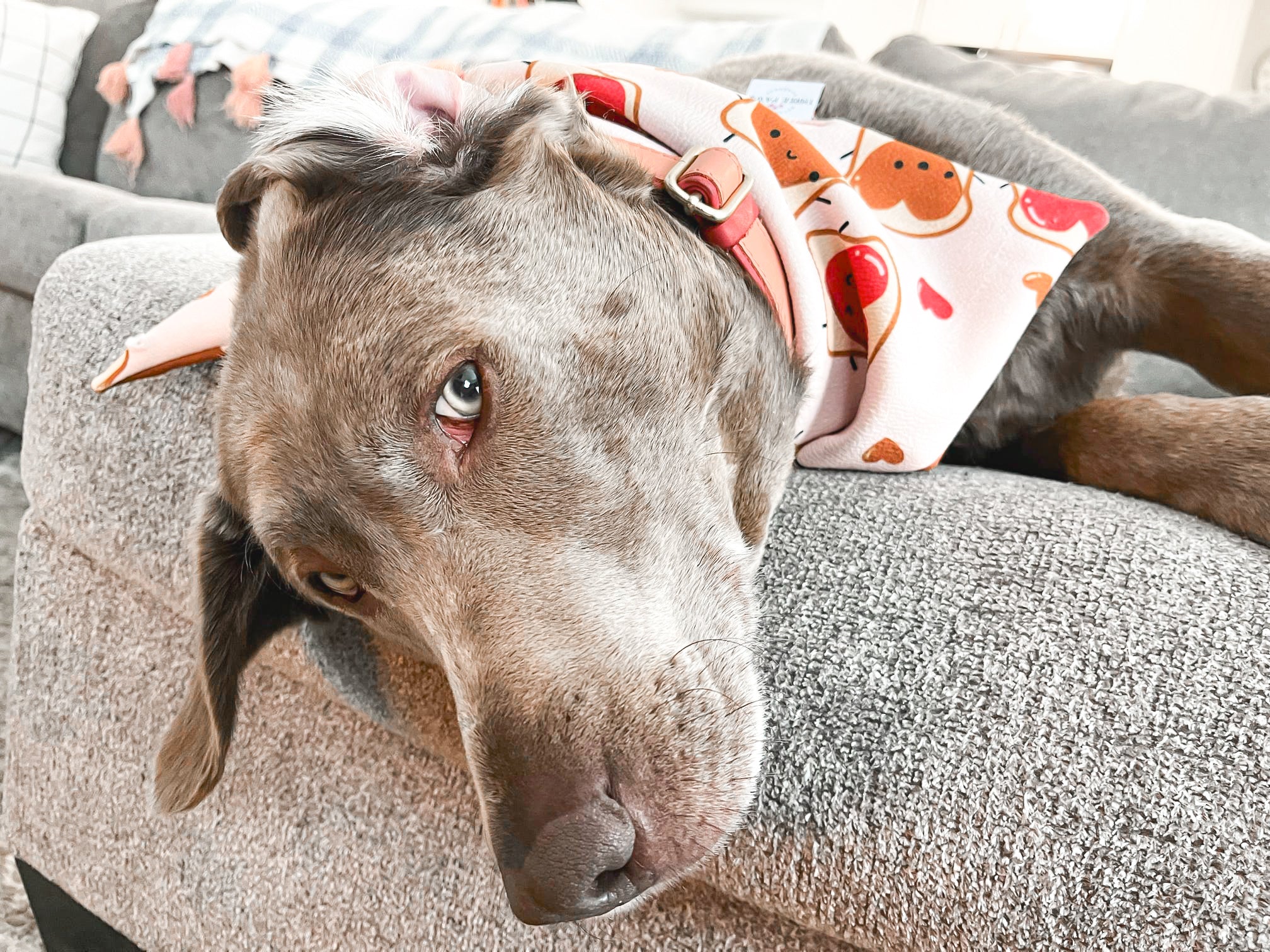 Better together Dog Bandana