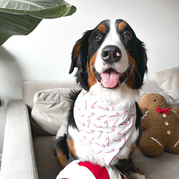 Christmas Cookie Dog Bandana