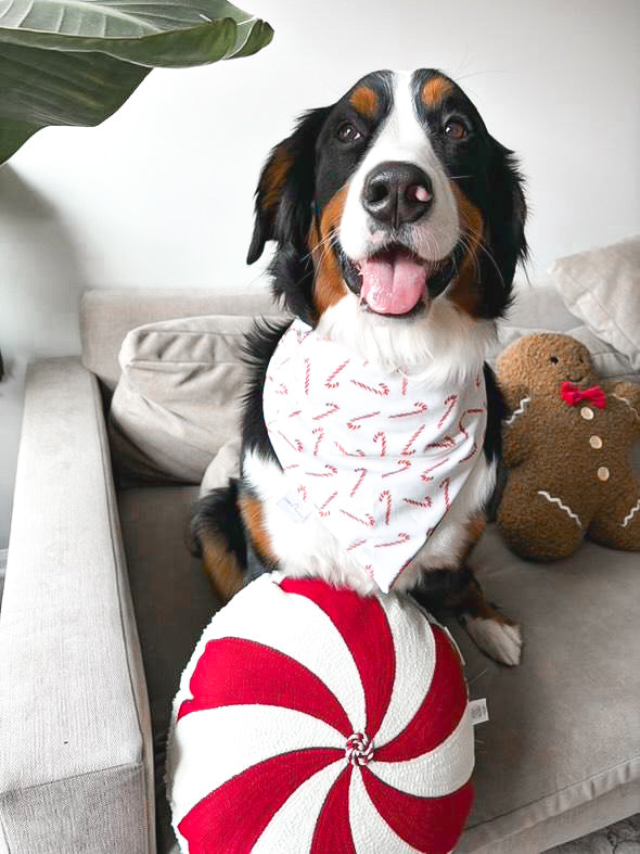 Christmas Cookie Dog Bandana