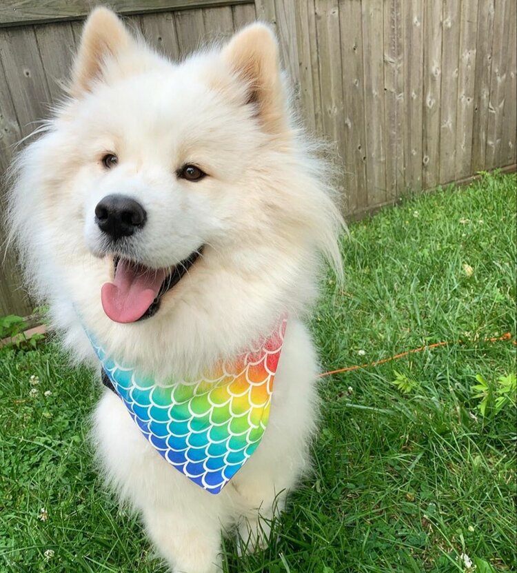 Radiant Rainbow Dog Bandana
