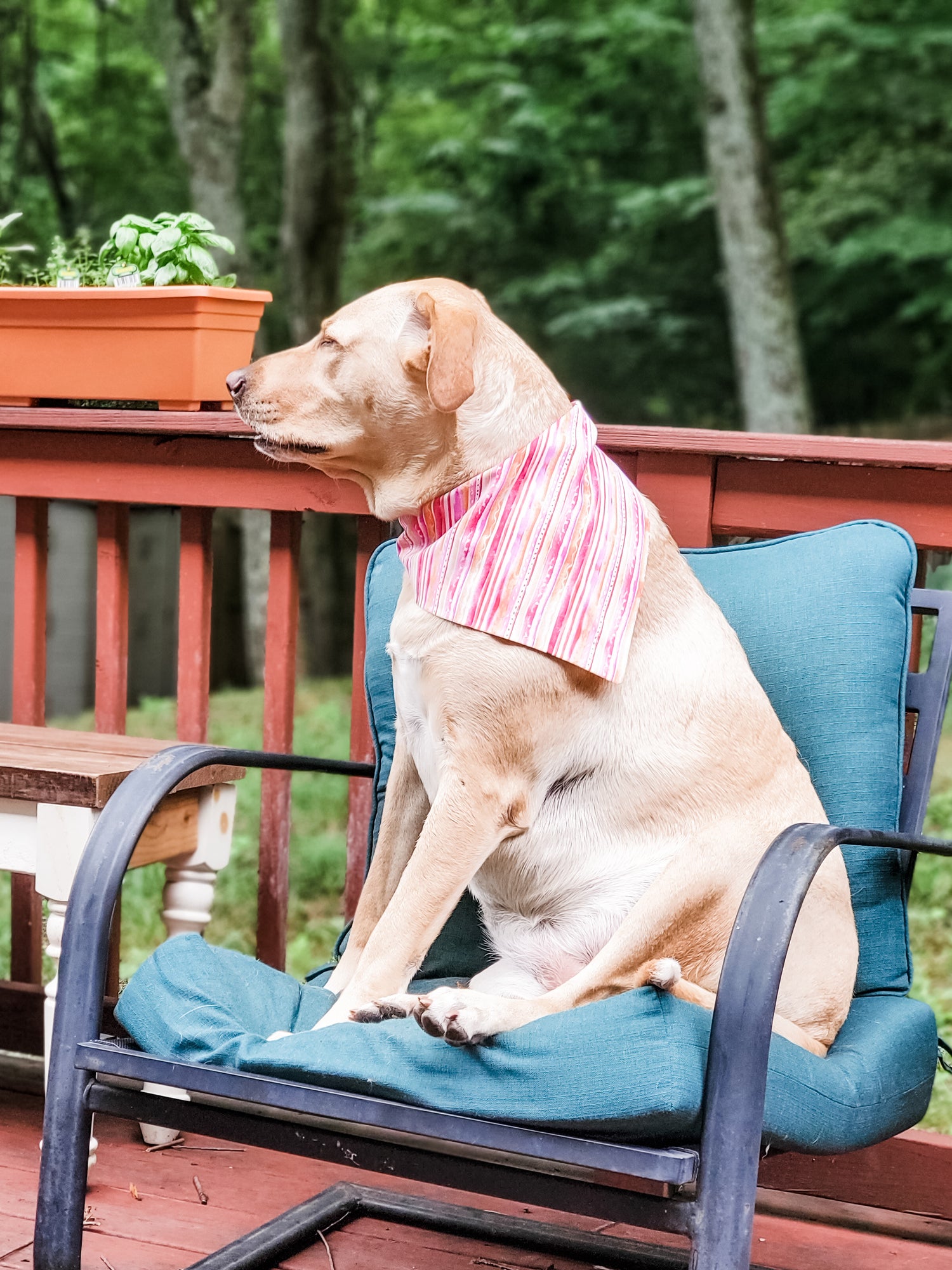 Stylin Sherbert Dog Bandana