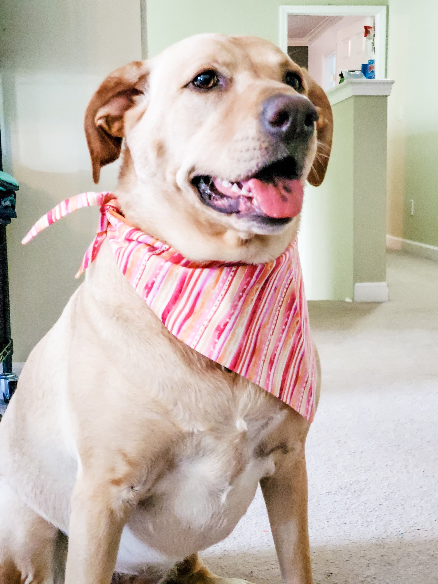 Stylin Sherbert Dog Bandana