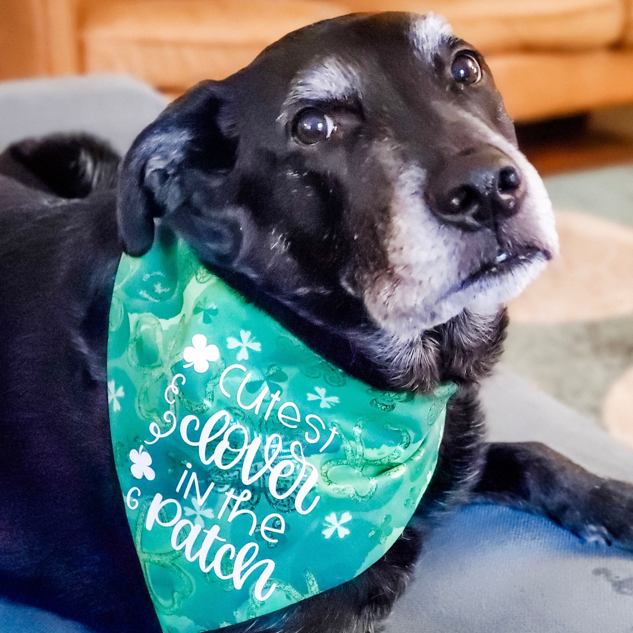 Cutest Clover Dog Bandana