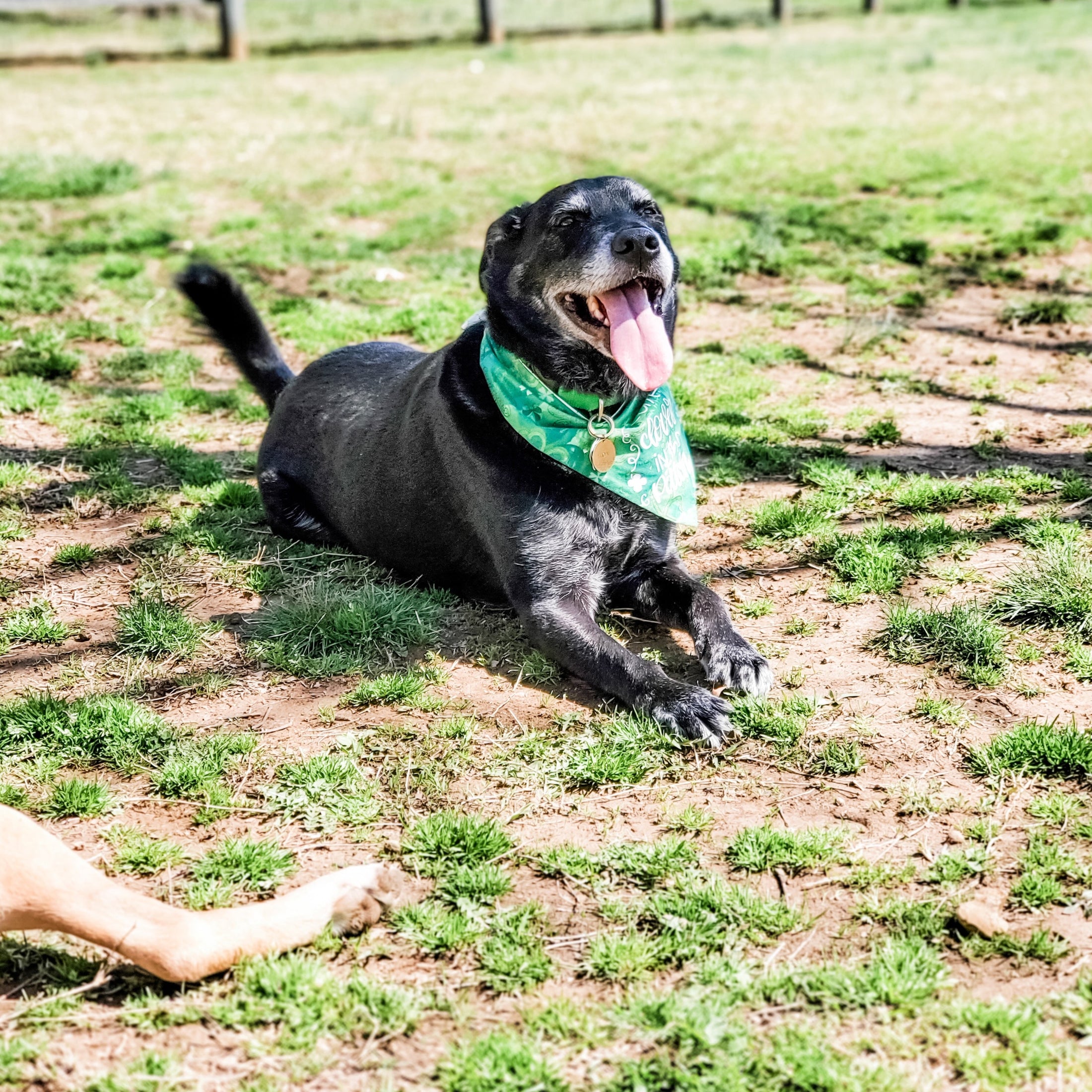 Cutest Clover Dog Bandana