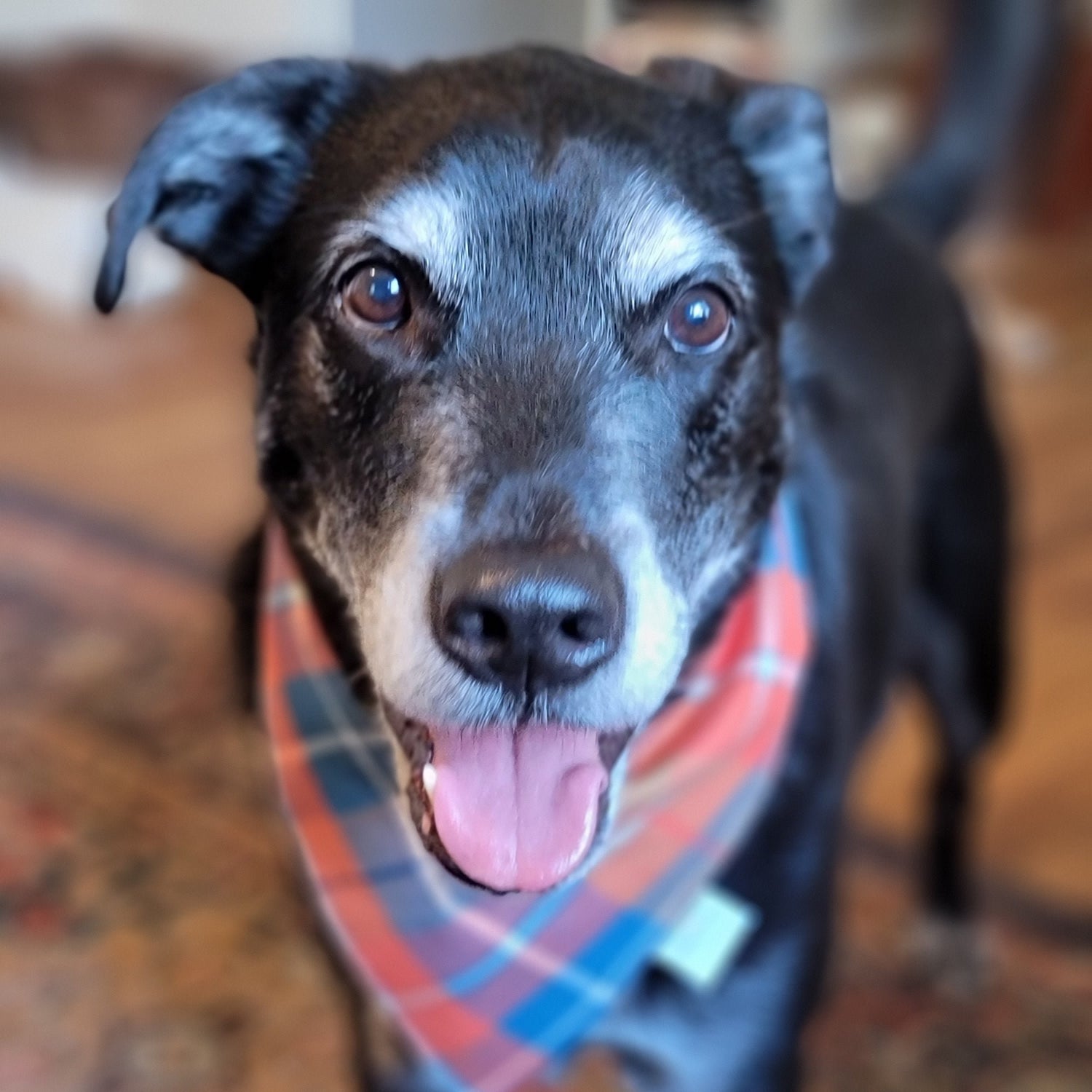 Blue Adventure Dog Bandana