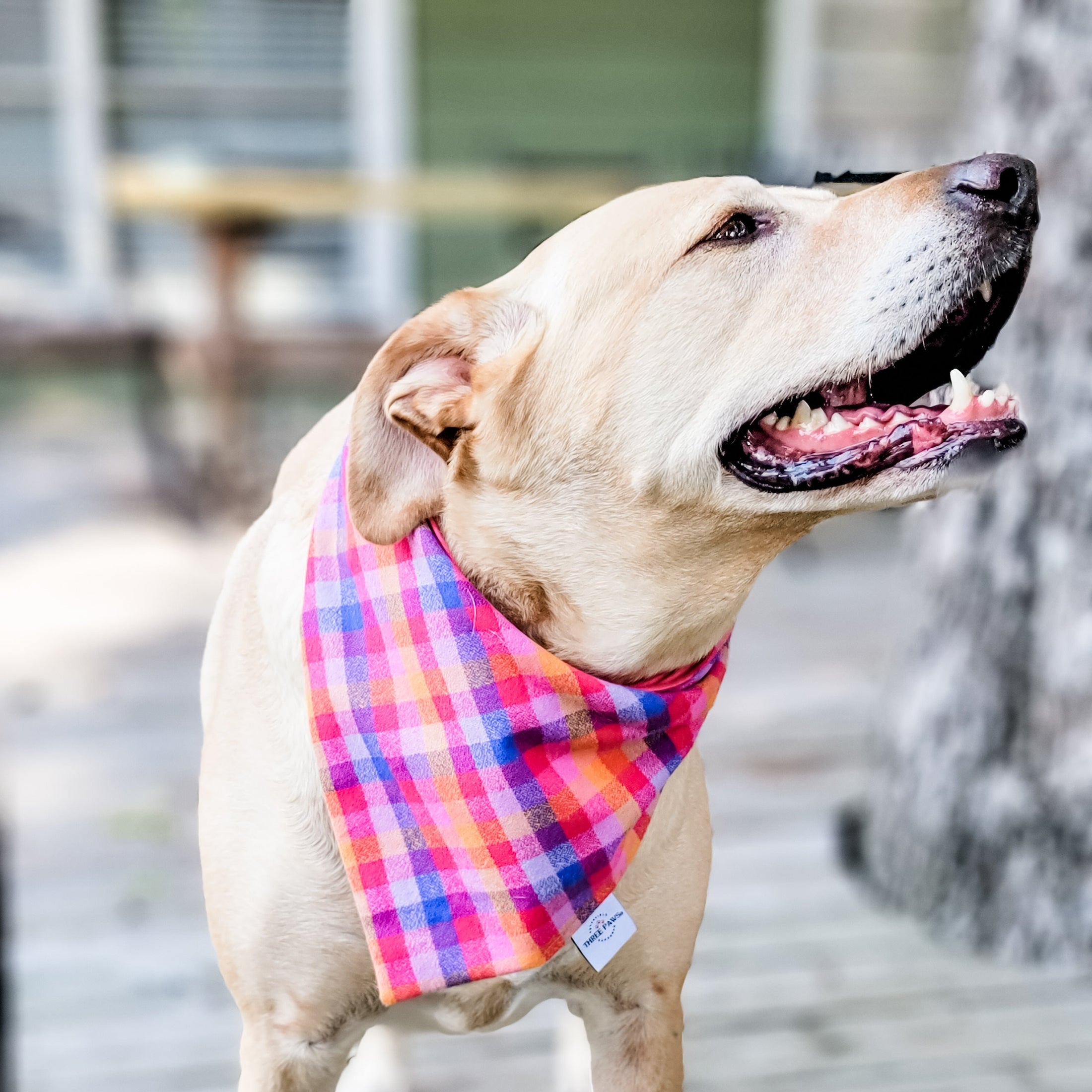 Berry Flannel Dog Bandana