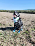 Load image into Gallery viewer, Luckiest Charm Dog Bandana
