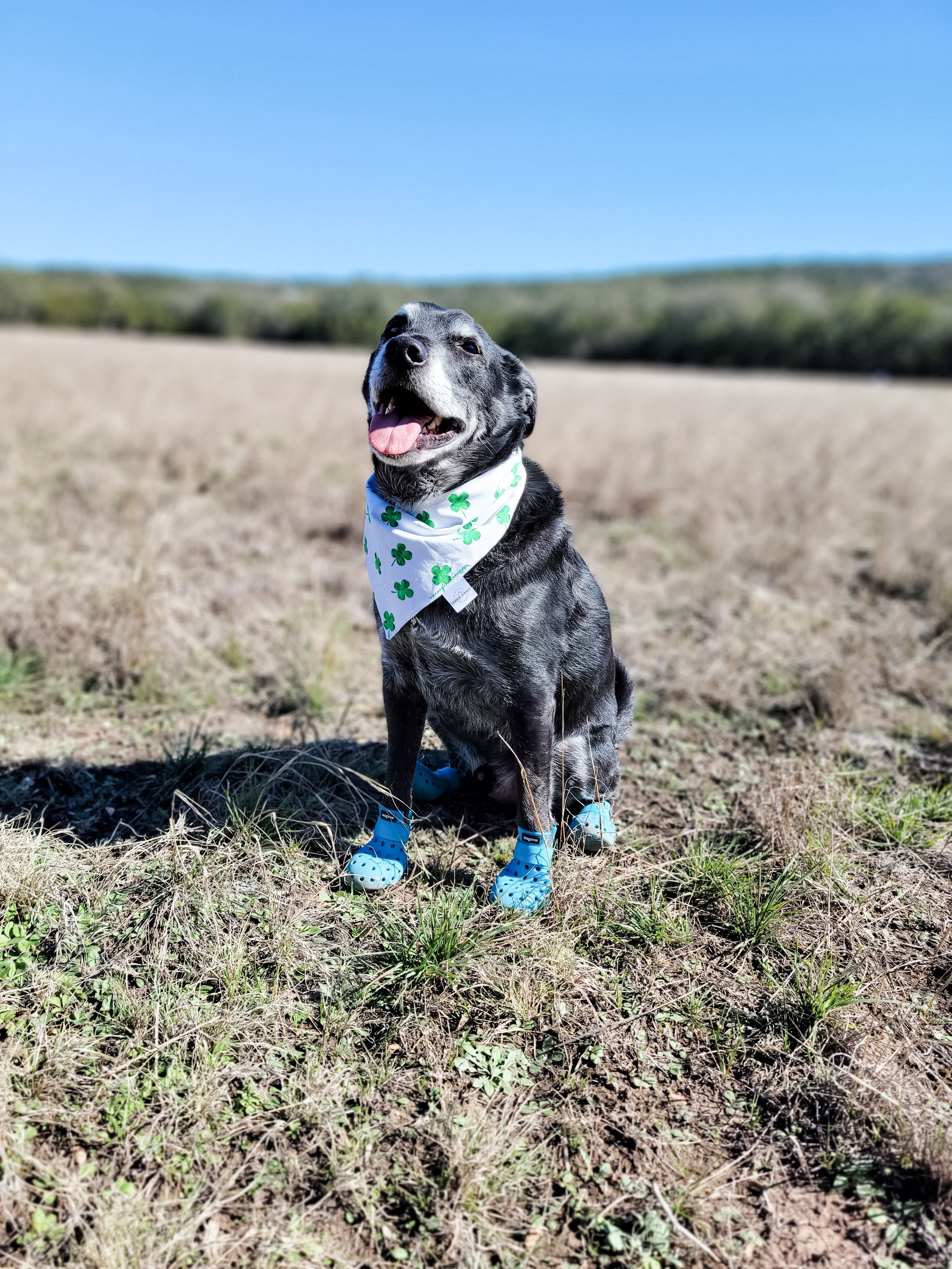 Luckiest Charm Dog Bandana