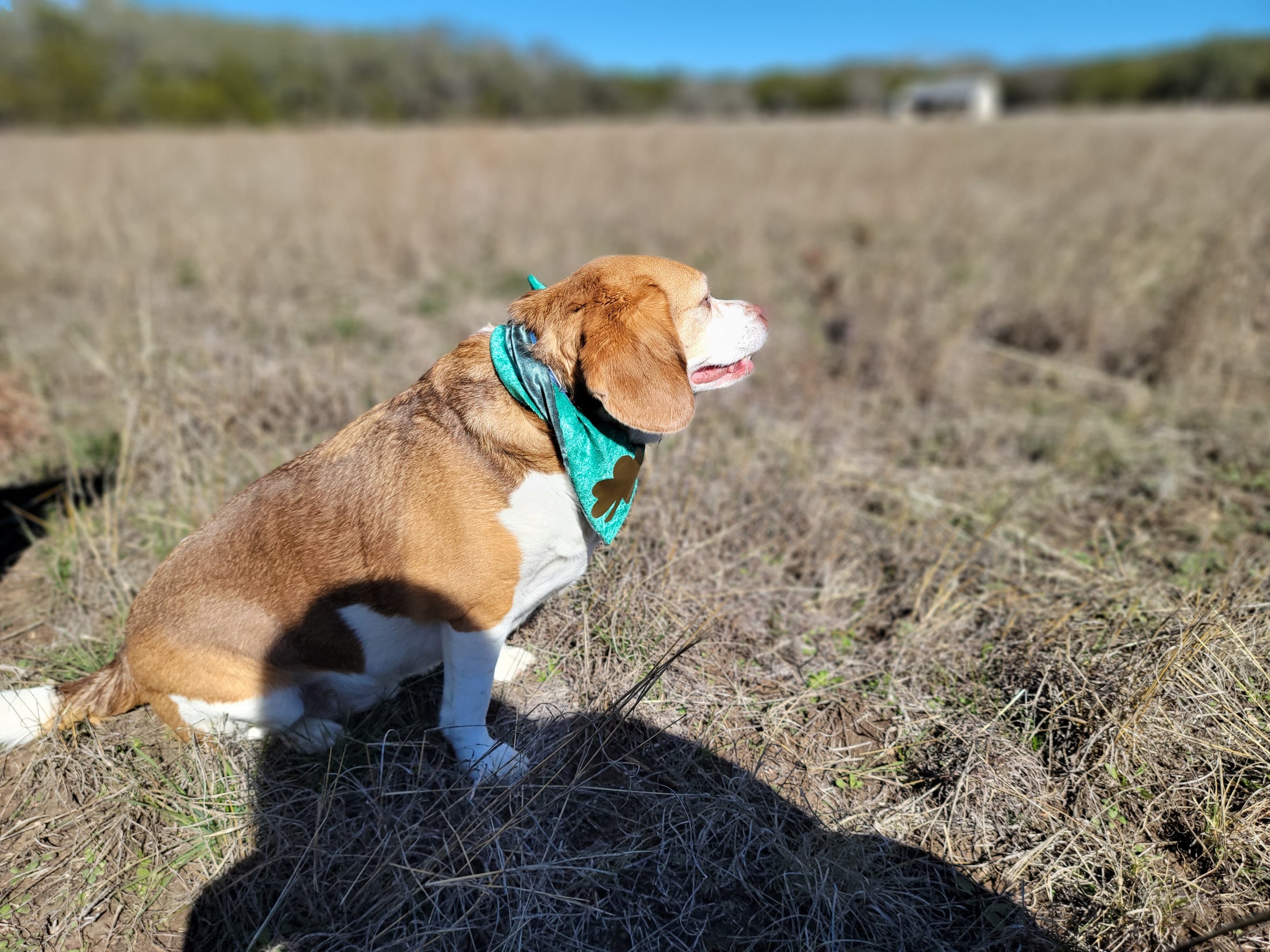 Pure Gold Dog Bandana