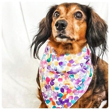 Kalediscope Dog Bandana