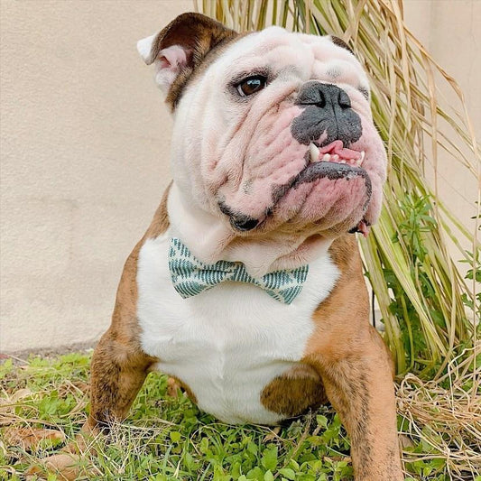 Sea Dreams Bowtie