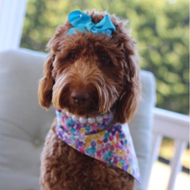 Kalediscope Dog Bandana