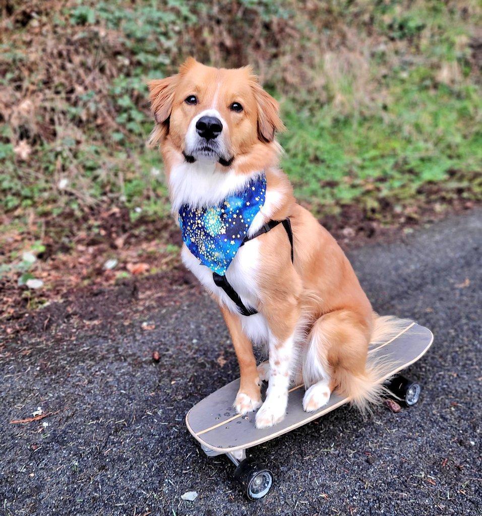 Starry Skies Dog Bandana