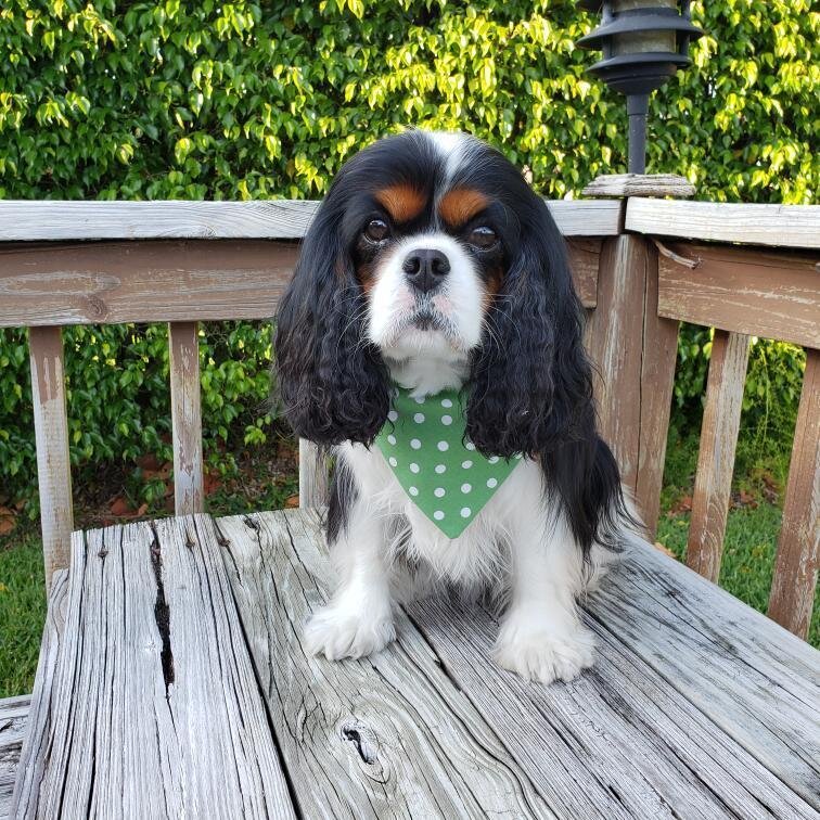 Pastel Spring Stripes Dog Bandana