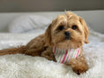 Load image into Gallery viewer, Pastel Spring Stripes Dog Bandana
