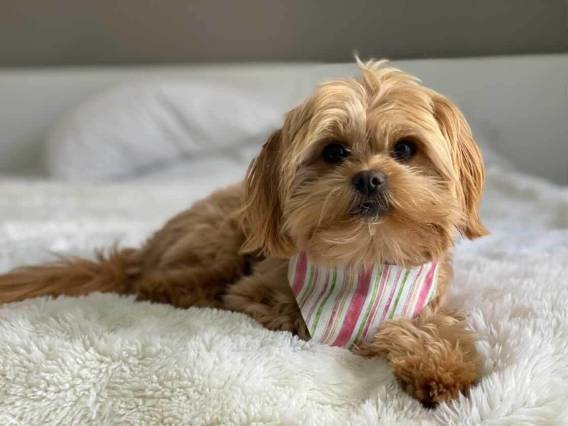 Pastel Spring Stripes Dog Bandana